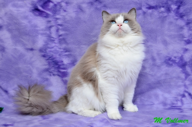 rags2riches ragdoll