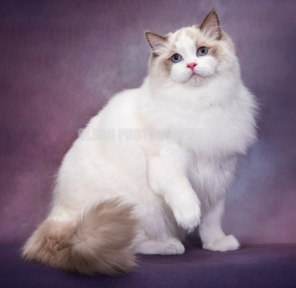 rags2riches ragdoll