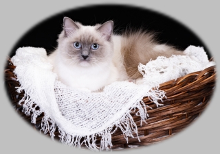 rags2riches ragdoll